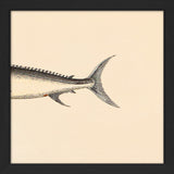 Sword Fish Rear. Mini Print