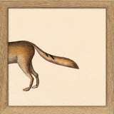 Fox Rear. Mini Print