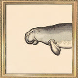 Seacow (Dugong) Head. Mini Print