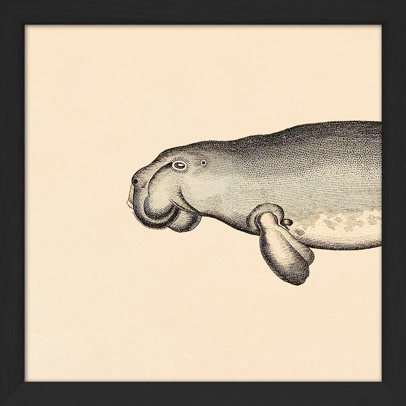 Seacow (Dugong) Head. Mini Print