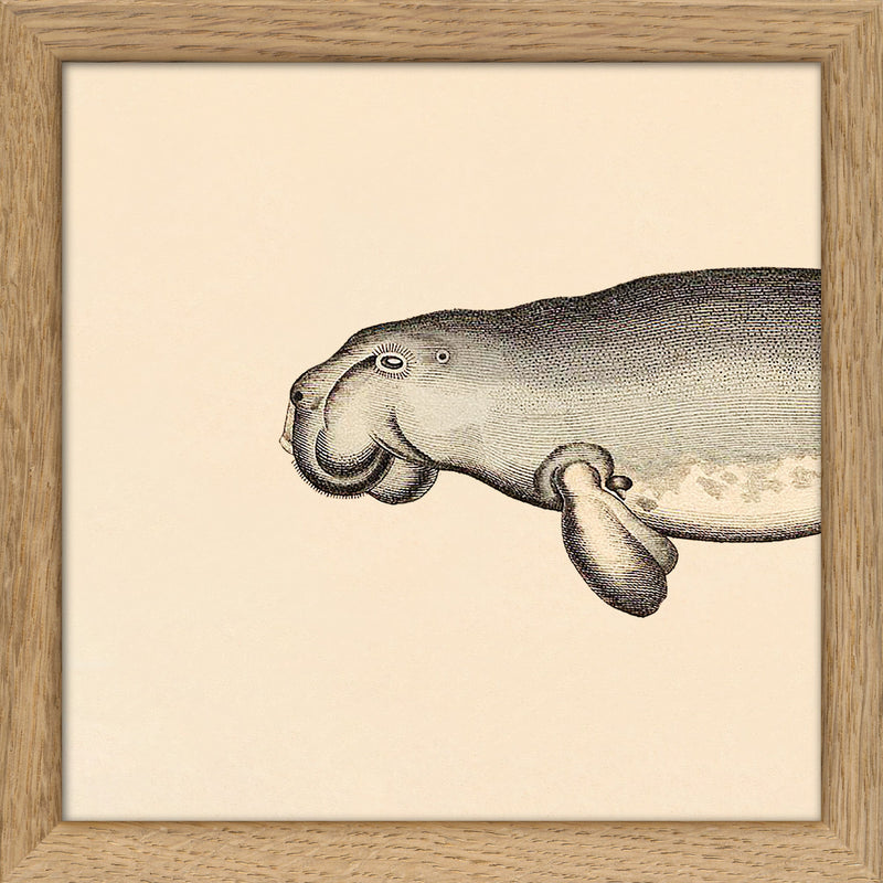 Seacow (Dugong) Head. Mini Print