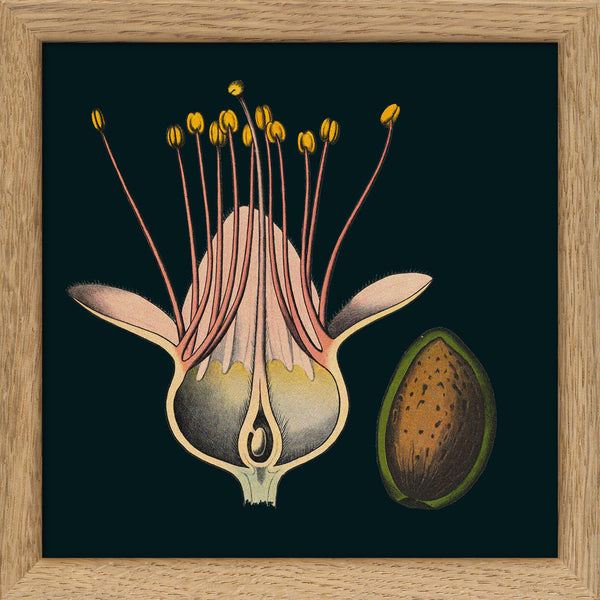 Almond Flower Details. Mini Print