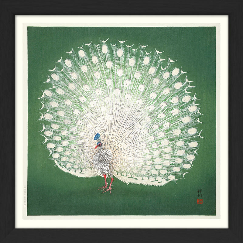 Peacock on Green. Mini Print