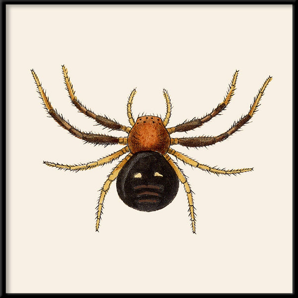 Spider. Mini Print