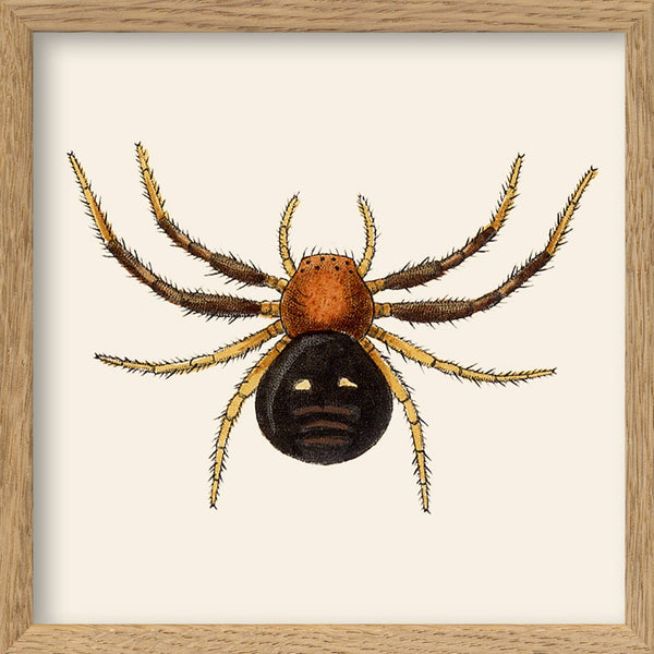 Spider. Mini Print