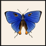 Blue Butterfly. Mini Print