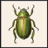 Green Insect. Mini Print