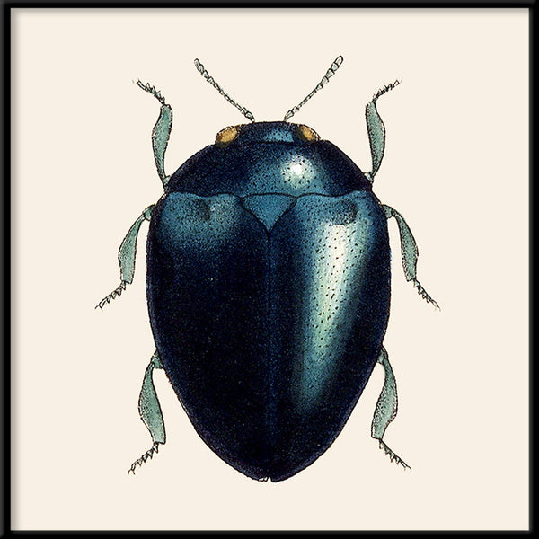 Black Beetle. Mini Print
