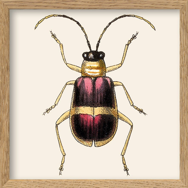 Purple and Gold Insect. Mini Print