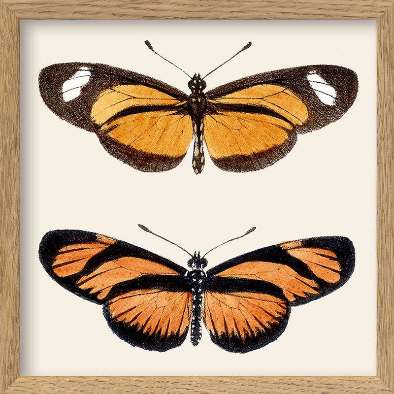 Orange Butterflies. Mini Print