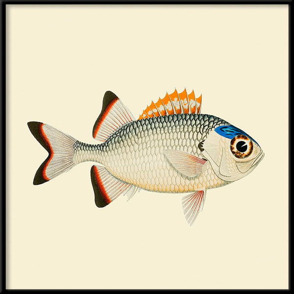 Orange, white and blue fish. Mini Print