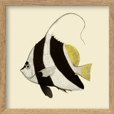 Black and White fish. Mini Print