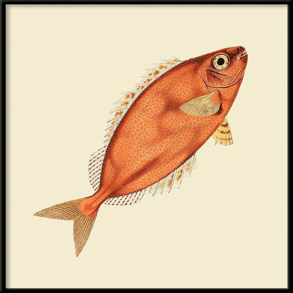 Orange Fish. Mini Print