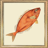 Orange Fish. Mini Print