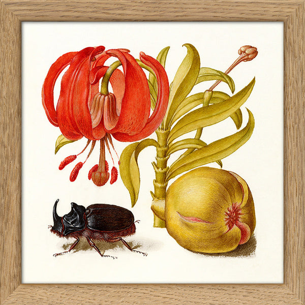 Rhinoceros Beetle. Mini Print