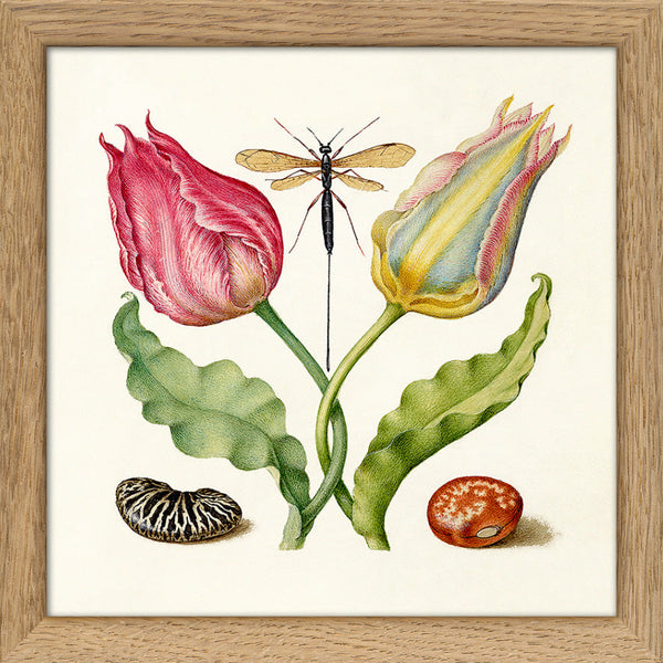 Tulips and Beans. Mini Print