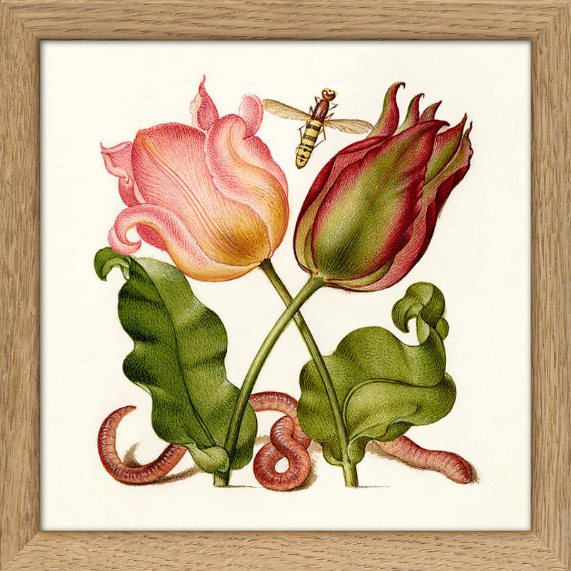 Worm and Tulips. Mini Print