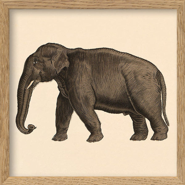 Elephant. Mini Print