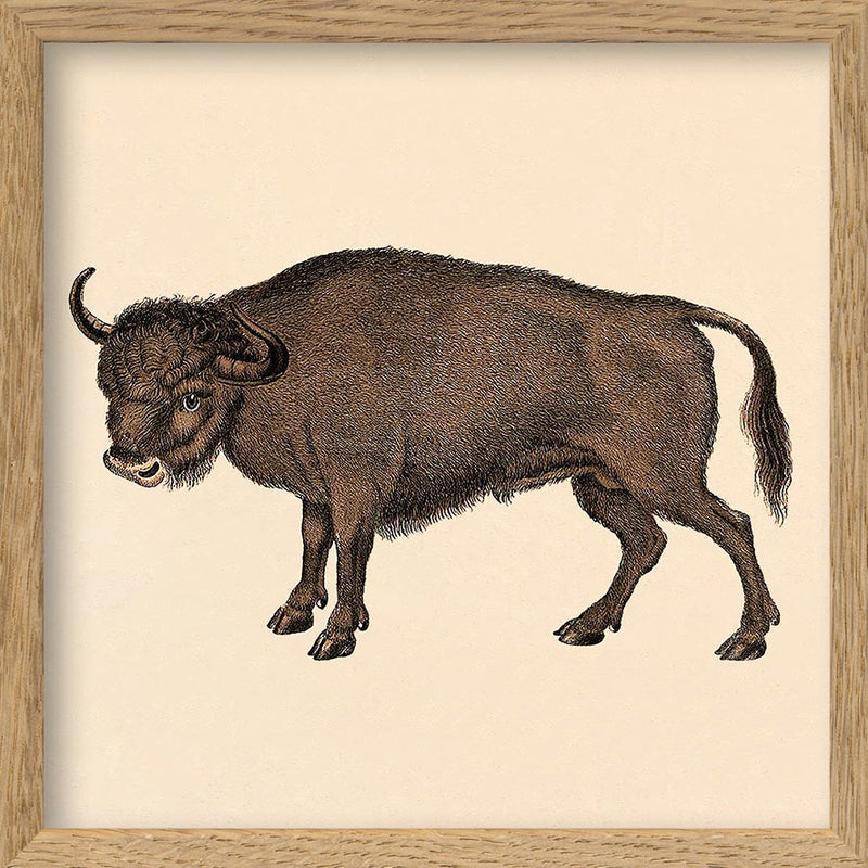 Buffalo. Mini Print