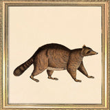 Racoon. Mini Print