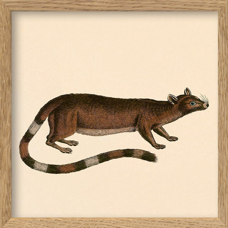Ring-tailed cat. Mini Print