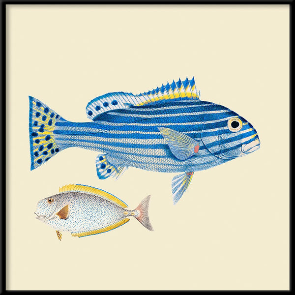 Blue striped fish and white fish. Mini Print
