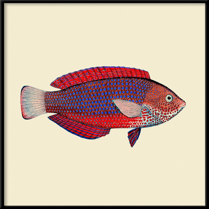 Red and purple fish. Mini Print