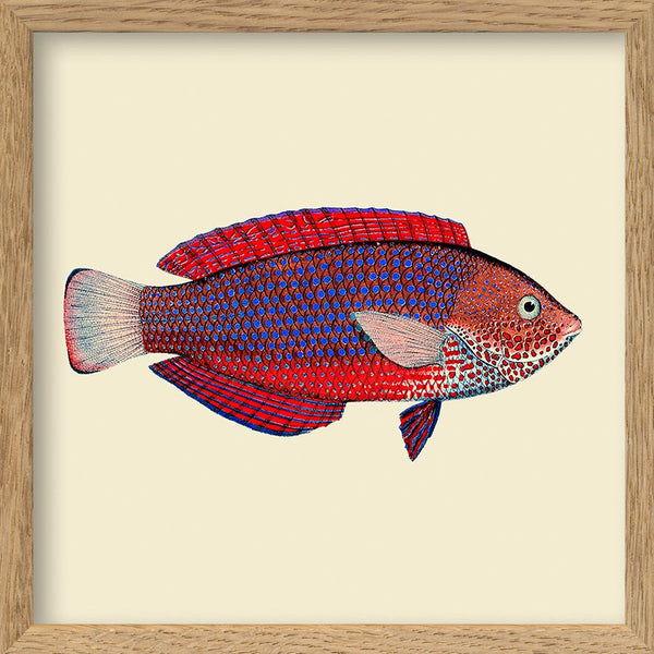 Red and purple fish. Mini Print