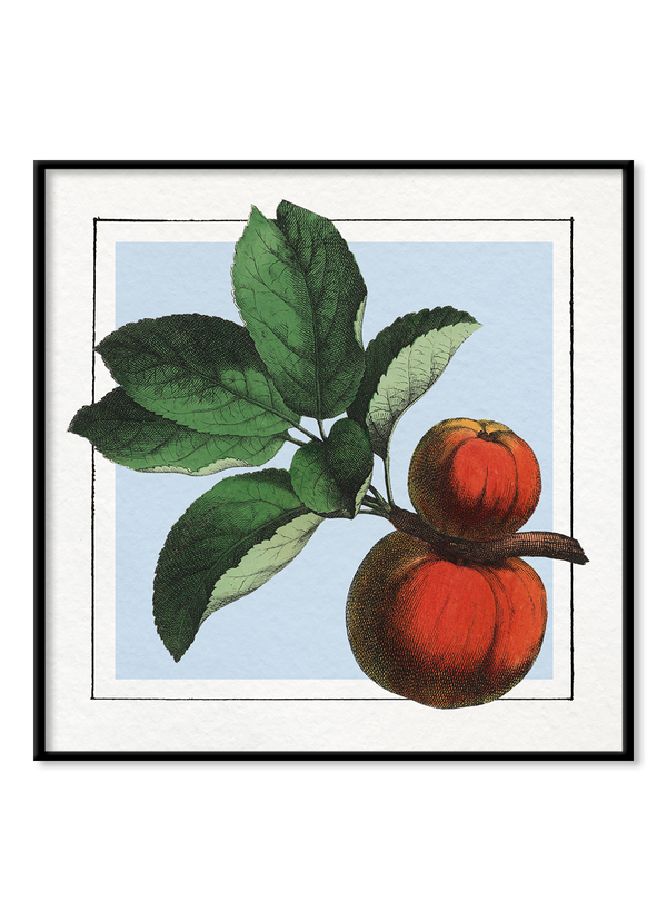 Apples. Mini Print