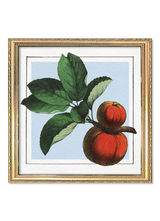 Apples. Mini Print