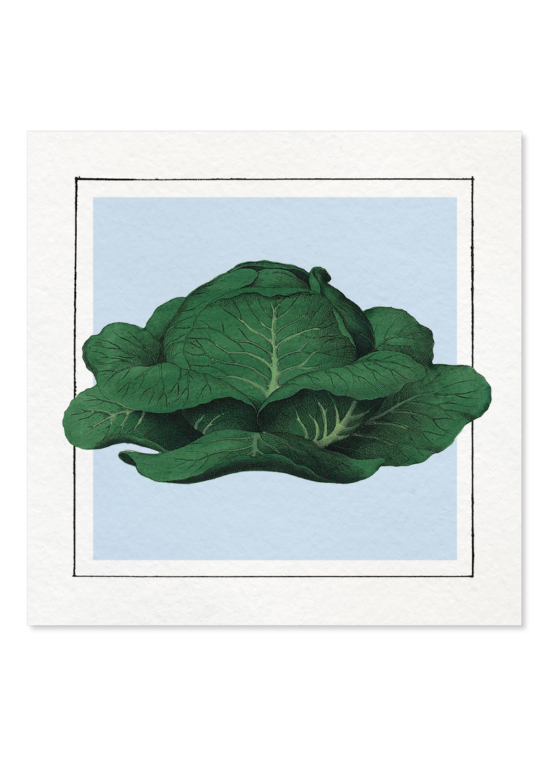 Cabbage Mini Print