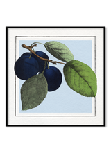 Plums. Mini Print