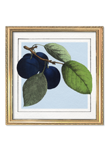 Plums. Mini Print