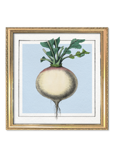 Turnip. Mini Print