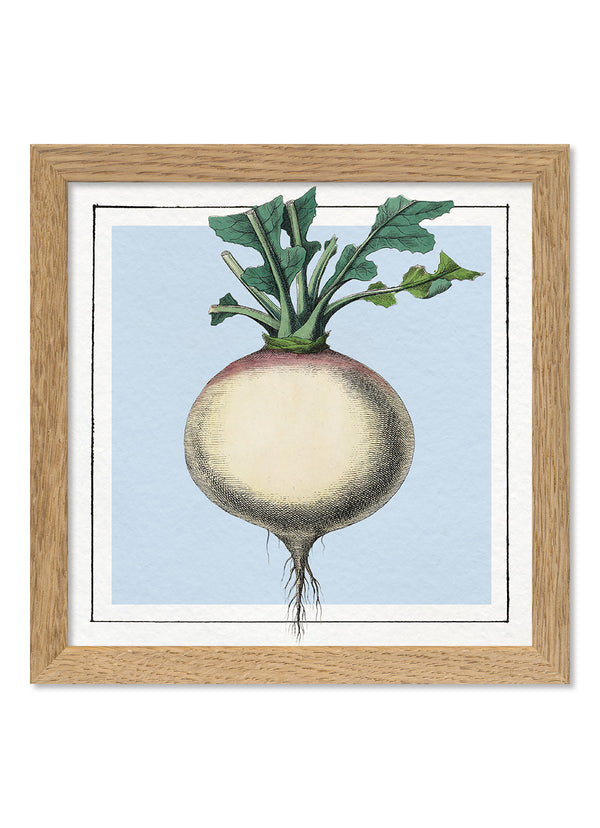 Turnip. Mini Print