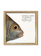 The Yellow-Fin. Mini Print
