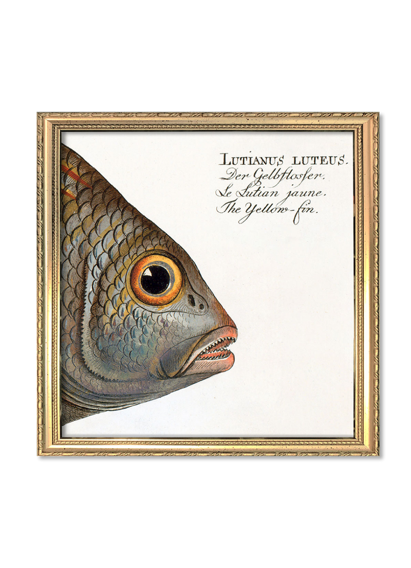 The Yellow-Fin. Mini Print