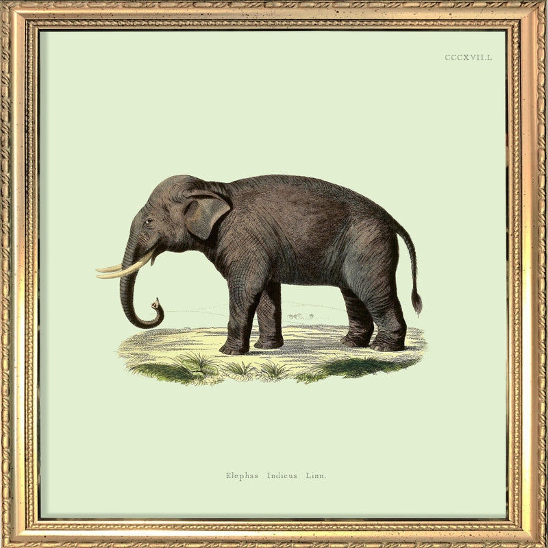 Elephant. Mini Print