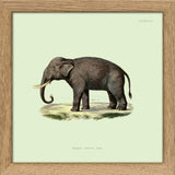 Elephant. Mini Print