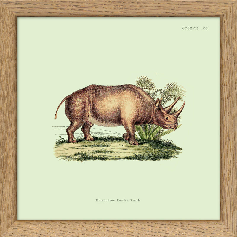 Rhinoceros. Mini Print