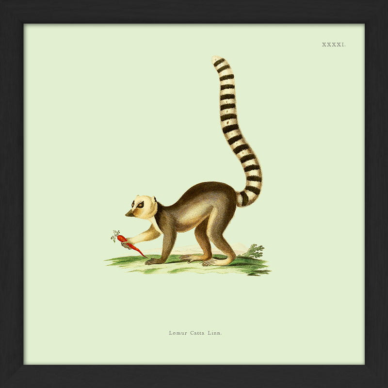 Lemur. Print #SQ5006