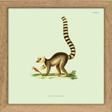 Lemur. Print #SQ5006