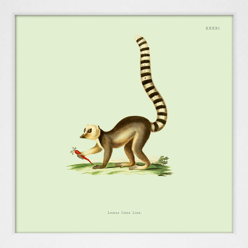 Lemur. Print #SQ5006