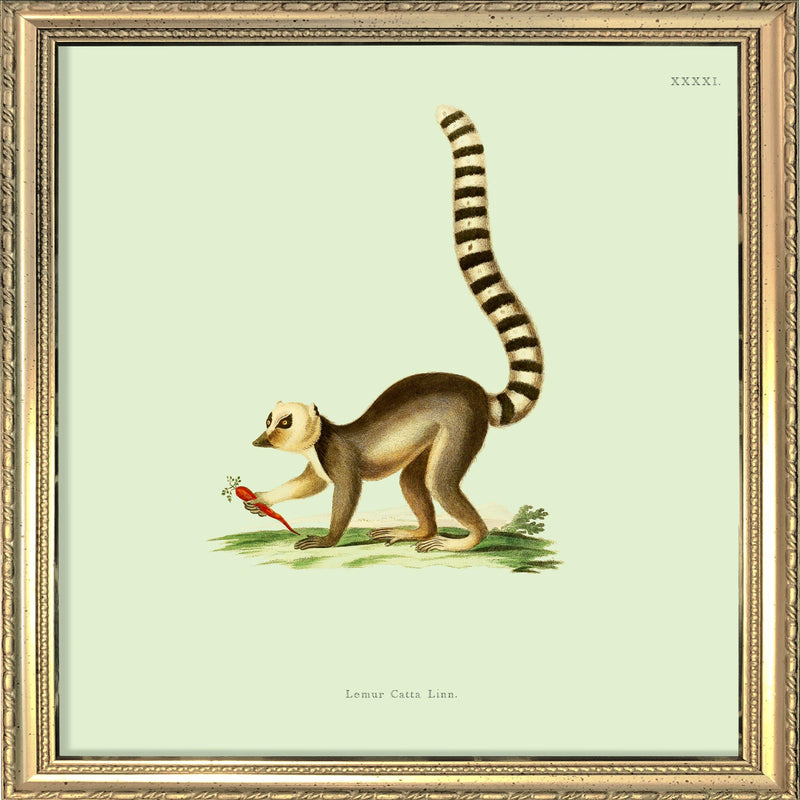 Lemur. Mini Print