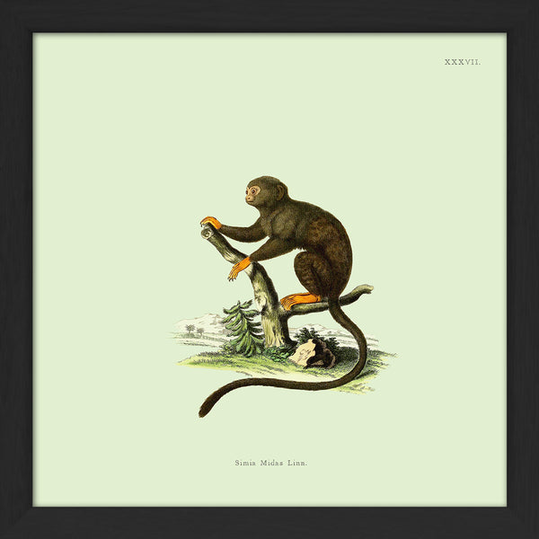 Orange Monkey. Print #SQ5007