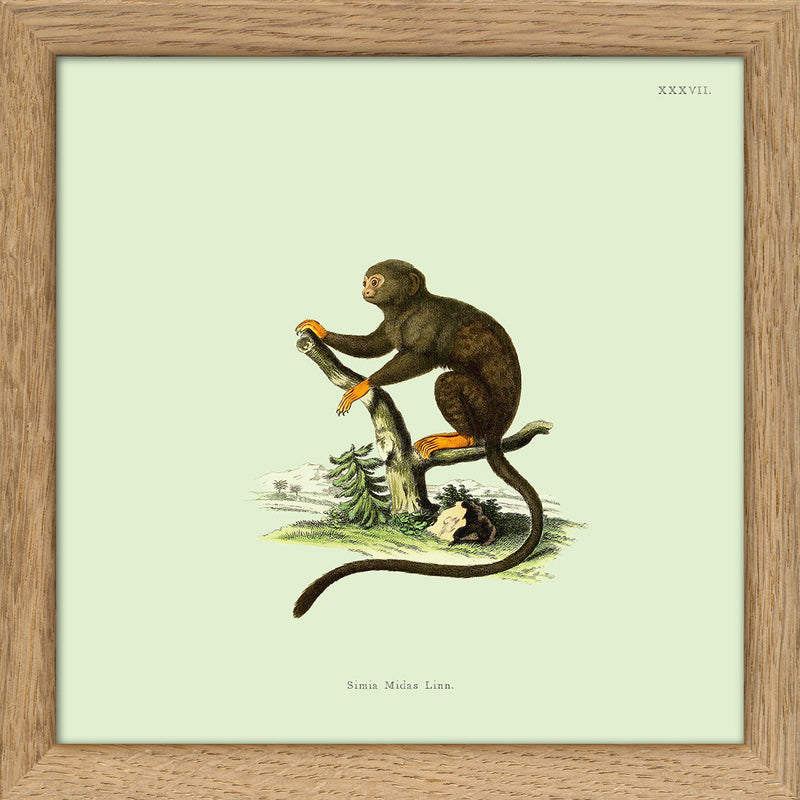 Orange Monkey. Mini Print