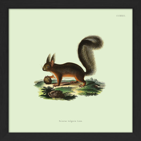 Squirrel. Print #SQ5008