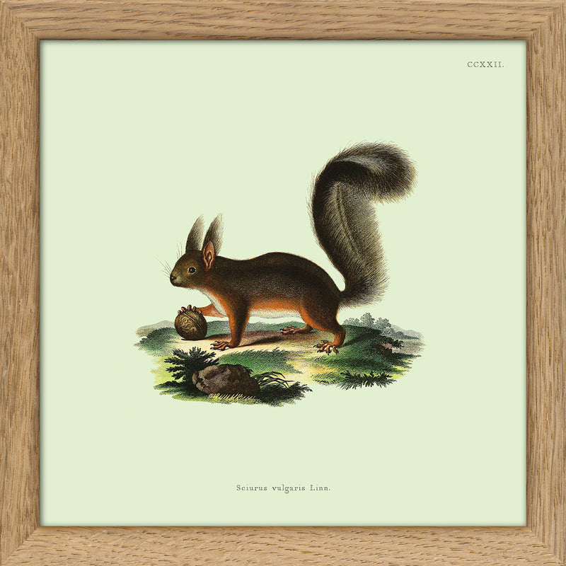 Squirrel. Print #SQ5008