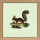 Squirrel. Mini Print