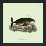 Whale. Print #SQ5009